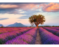 Rompecabezas Campos De Lavanda 1000 Piezas - 2