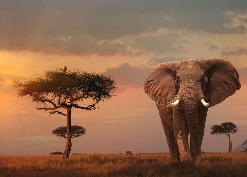 Rompecabezas Elefante De Los Masai Mara De 1000 Piezas Ravensburger