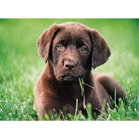 Rompecabezas Perrito Chocolate 500 Piezas Clementoni - 2