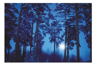 BOSQUE MAGICO, LUNA LLENA - 2