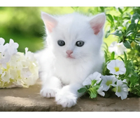 Rompecabezas Gatito Blanco 1500 piezas Ravensburger - 2