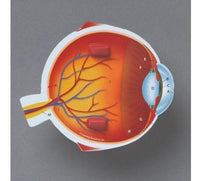 Cross Section Eye Model - 3