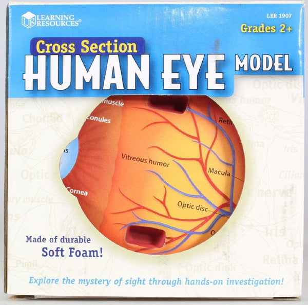 Cross Section Eye Model