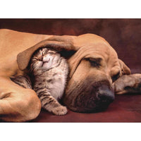 Rompecabezas Hqc Cuddles 500 Piezas Clementoni - 2
