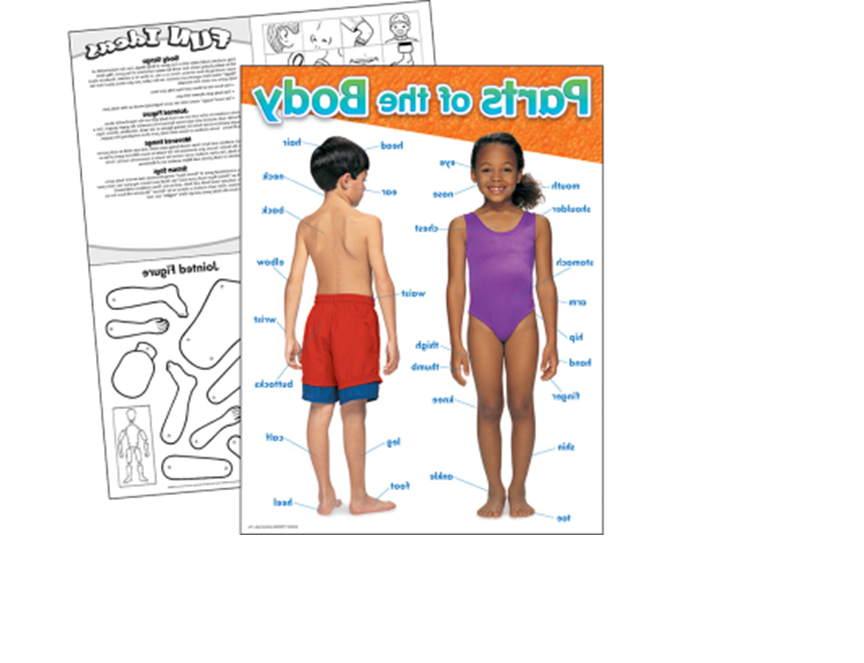 Partes Del Cuerpo