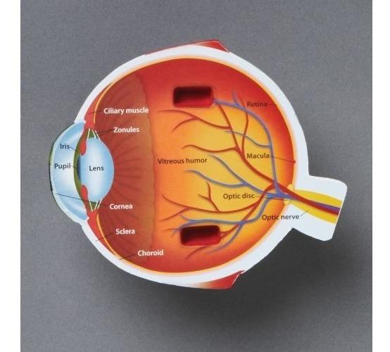 Cross Section Eye Model