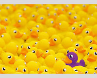 Patos y más Patos Rompecabezas 1000 Piezas Ravensburger - 2